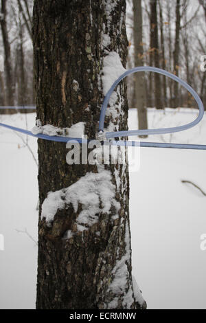 Sirop d'érable ferme au Québec Banque D'Images