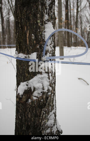 Sirop d'érable ferme au Québec Banque D'Images