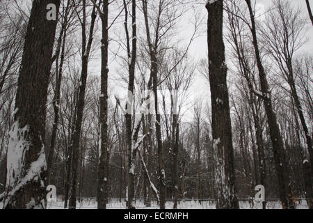 Sirop d'érable ferme au Québec Banque D'Images