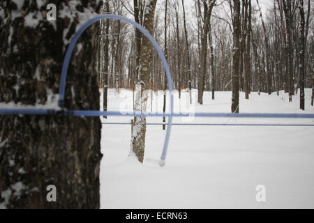Sirop d'érable ferme au Québec Banque D'Images