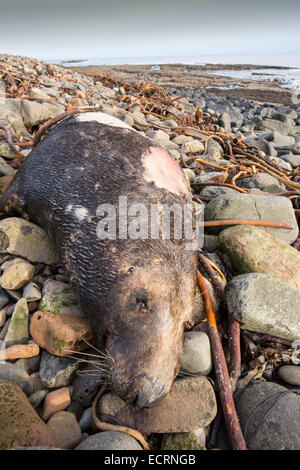 Un Phoque gris, Halichoerus grypus échoués sur une plage morte dans le Northumberland, au Royaume-Uni. Banque D'Images