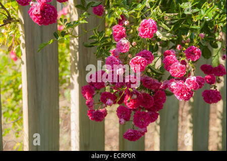 Roses on white picket fence Banque D'Images
