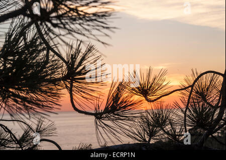 Silhouette de Torrey des branches de Pins contre coucher de soleil sur Océan Pacifique à Torrey Pines State Park, Californie Banque D'Images