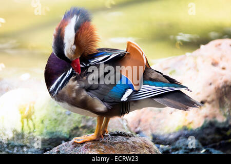 Beau mâle canard, Canard mandarin (Aix galericulata) Banque D'Images