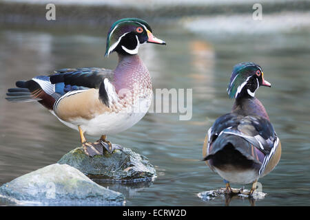 Beau mâle canard, le Canard branchu (Aix sponsa), en mode portrait profile Banque D'Images