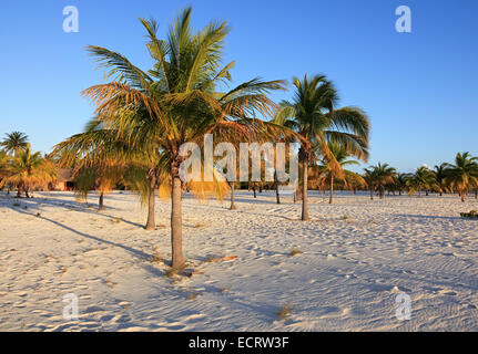 Palmiers sur le sable blanc. Playa Sirena. Cayo Largo. Cuba. Banque D'Images