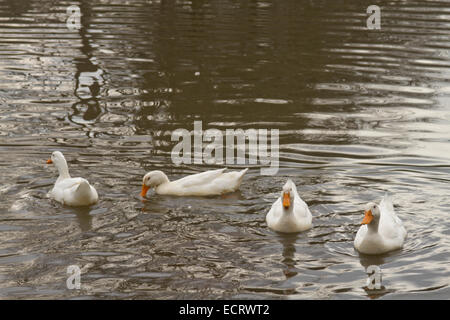 Quatre canards sur un lac nager parmi leurs propres ondulations et réflexions Banque D'Images