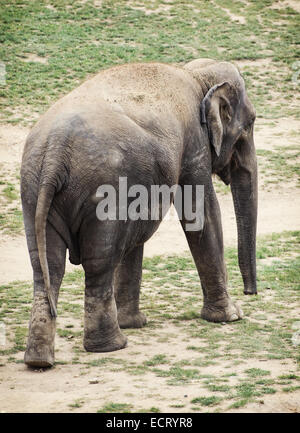 L'éléphant d'Asie ou d'Asie (Elephas maximus) est la seule espèce vivante du genre Elephas et est distribué dans le sud-est Banque D'Images