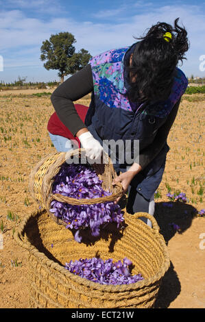 La cueillette des fleurs de safran, Madridejos, province de Tolède, Castille la Manche, Espagne, Europe Banque D'Images