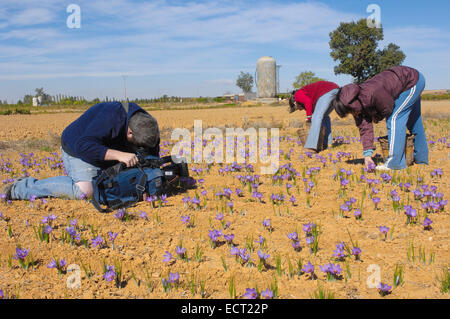 La cueillette des fleurs de safran, Madridejos, province de Tolède, Castille la Manche, Espagne, Europe Banque D'Images