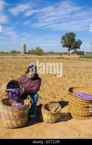 La cueillette des fleurs de safran, Madridejos, province de Tolède, Castille la Manche, Espagne, Europe Banque D'Images