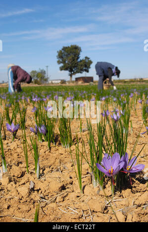 La cueillette des fleurs de safran, Madridejos, province de Tolède, Castille la Manche, Espagne, Europe Banque D'Images