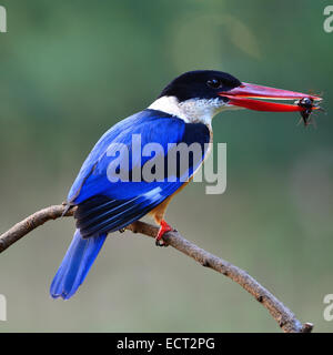 Bel oiseau, Kingfisher Kingfisher noire (Halcyon pileata), debout sur une branche, profil arrière Banque D'Images