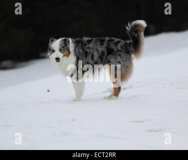 Chien de berger australien mâle debout dans la neige par jour d'hiver Banque D'Images