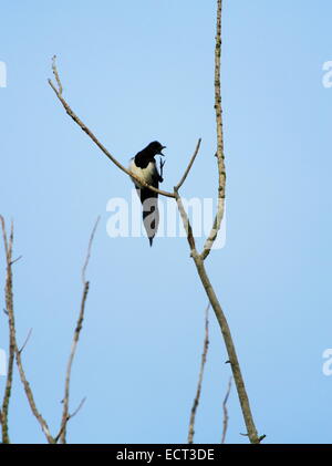 Oiseaux Pie debout sur une branche et crier avec bec ouvert Banque D'Images