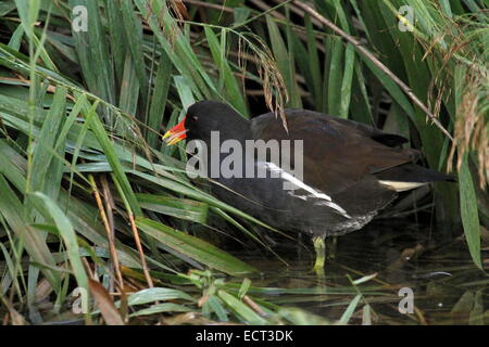 Gallinule poule-d'eau sur l'eau à la recherche de nourriture à côté de l'herbe Banque D'Images