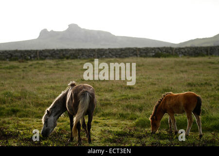 Chevaux sauvages sur la campagne sauvage de Dartmoor, la lande est granit avec tors & murs construits dans l'ancien temps derrière Haytor Banque D'Images
