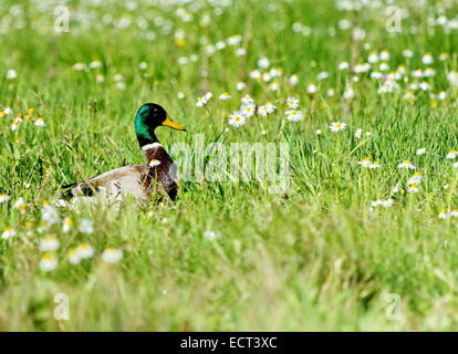 Canard colvert mâle walking in grassy pond entre fleurs blanches Banque D'Images