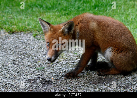 Renard curieux, square photo de la tête d'un British red fox belle couleur à la bonne santé et relax Banque D'Images