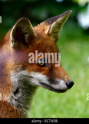 Renard curieux, square photo de la tête d'un British red fox belle couleur à la bonne santé et relax Banque D'Images