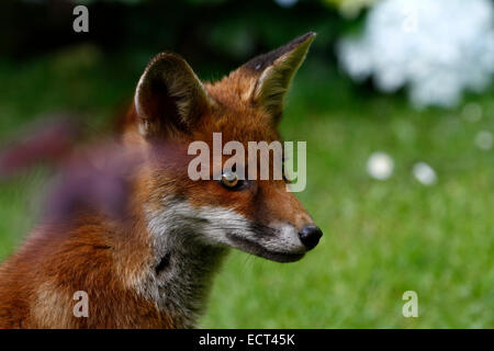 Renard curieux, square photo de la tête d'un British red fox belle couleur à la bonne santé et relax Banque D'Images