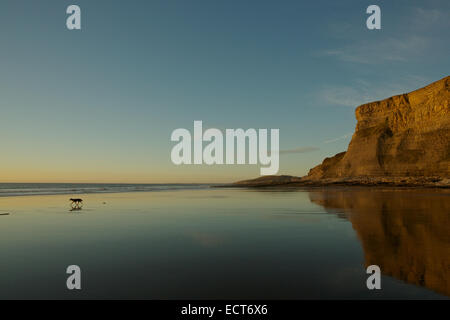 Chien sur plage vide lors de soirée d'automne, Monknash beach, du patrimoine Littoral, Vale of Glamorgan, Pays de Galles, Royaume-Uni, Europe Banque D'Images