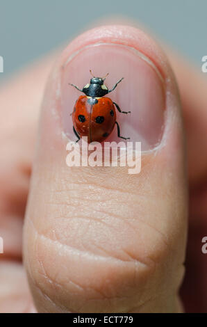 Petite coccinelle gros plan sur un ongle du pouce Banque D'Images