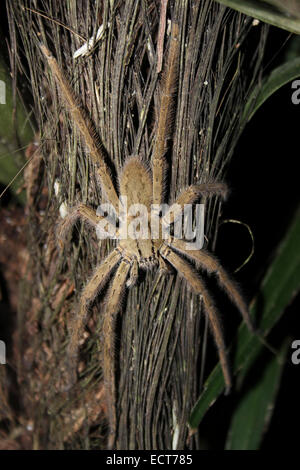 Un homme adulte Tiger Wandering Spider Cupiennius salei photographié à Nuit dans les jardins botaniques de Belize Banque D'Images