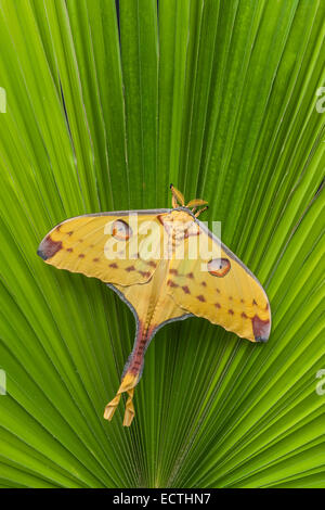 Comet (Argema mittrei) Femmes faisant l'affichage de sursaut pour distraire les prédateurs en appui sur un Palm. Originaire de Madagascar. Banque D'Images