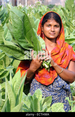 2009 producteur de tabac.Woman standing in field des plants de tabac tenant une liasse de feuilles de tabac à manikganj à Dhaka Banque D'Images