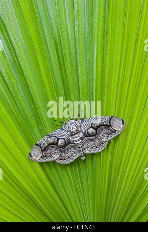 Brahmaea hearseyi espèce assis sur feuille de palmier. Cette espèce est originaire d'Asie du Sud-Est. Banque D'Images