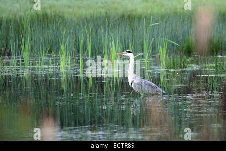 Beau héron cendré dans l'eau étang à côté de big grass Banque D'Images