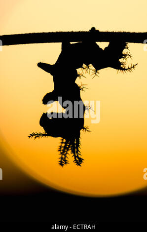 Regal Espèce d'aka aka Diable cornu caryer Noyer Royal, espèce de larve de 3ème silhouette sur le lever du soleil. Banque D'Images