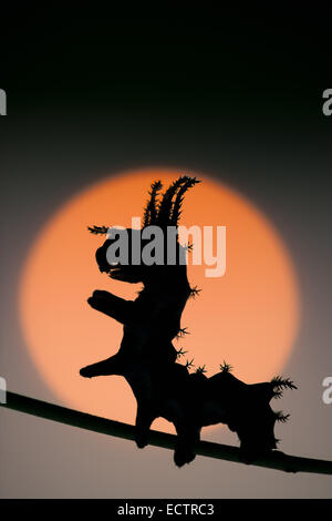 Regal Espèce d'aka aka Diable cornu caryer Noyer Royal, espèce de larve de 3ème silhouette sur le lever du soleil. Banque D'Images