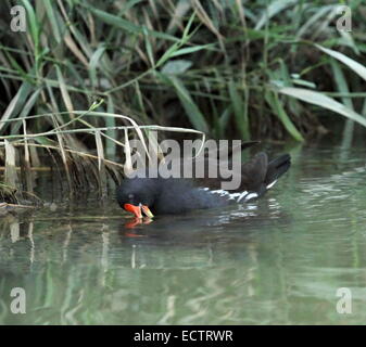 Gallinule poule-d'eau sur l'eau à la recherche de nourriture à côté de l'herbe Banque D'Images