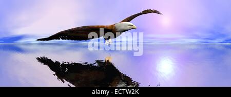 Belle American Bald Eagle flying sur l'océan par le coucher du soleil, effet de 360 degrés Banque D'Images