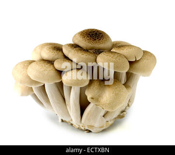 Buna ou champignons shimeji hêtre brun Banque D'Images