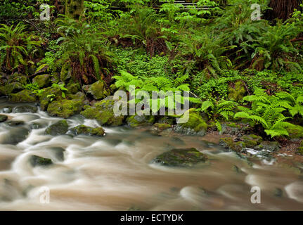 CA02549-00...CALIFORNIE - Redwood Creek à Muir Woods National Monument. Banque D'Images