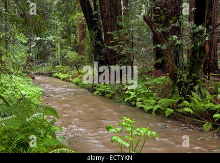 CA02555-00...CALIFORNIE - Redwood Creek à Muir Woods National Monument. Banque D'Images