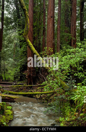 CA02562-00...CALIFORNIE - Redwood Creek et un bois rouge forêt dans Muir Woods National Monument. Banque D'Images