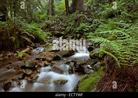 CA02567-00...CALIFORNIE - Webb Creek vue depuis le sentier abrupt ravin à Mount Tamalpais State Park. Banque D'Images