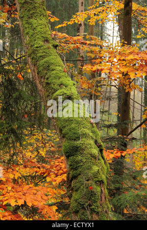 Détail d'une forêt colorée dont un tronc de l'arbre envahi par la mousse au temps d'automne dans le sud de l'Allemagne Banque D'Images