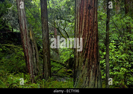 CA02571-00...CALIFORNIE - Bois Rouge des arbres le long de la Creek Webb ravin escarpé Trail à Mount Tamalpais State Park. Banque D'Images