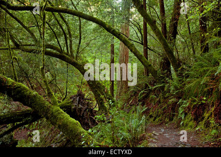 CA02572-00...CALIFORNIE - Sentier Ravine raide parallèle à Webb Creek dans le Mont Tamalpais State Park. Banque D'Images