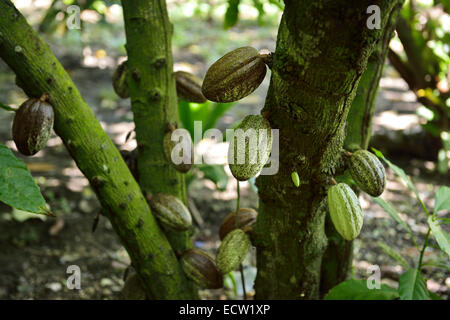 Pod fruits contenant les graines de cacao de plus en plus les branches d'un cacaoyer république dominicaine Banque D'Images