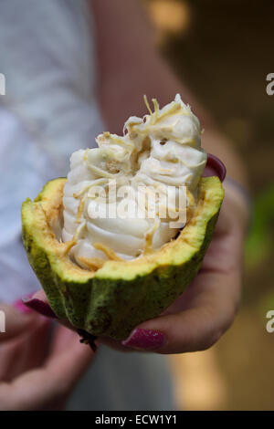 Femme tenant un fraîchement brisée avec pod cacao fèves de cacao blanc République Dominicaine Banque D'Images