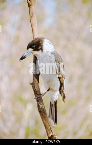 Butcherbird Grey australienne, Cracticus torquatus Banque D'Images