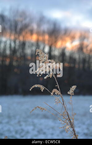 Golden Rod en hiver Banque D'Images