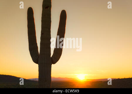 Arizona désert, coucher de soleil, saguaro cactus arbre en premier plan, coucher de soleil rougeoyant à distance Banque D'Images