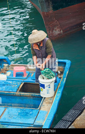 Le déchargement des captures de poisson frais du marché aux poissons de Cheung Chau Island, Hong Kong. Banque D'Images